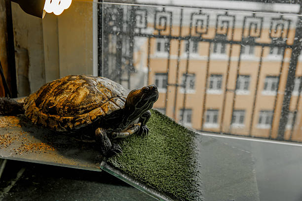 istock A domestic turtle crawls in an aquarium 2212265531