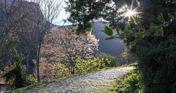 Cobblestone road in forest at sunrise, springtime blossoms on trees, Liguria