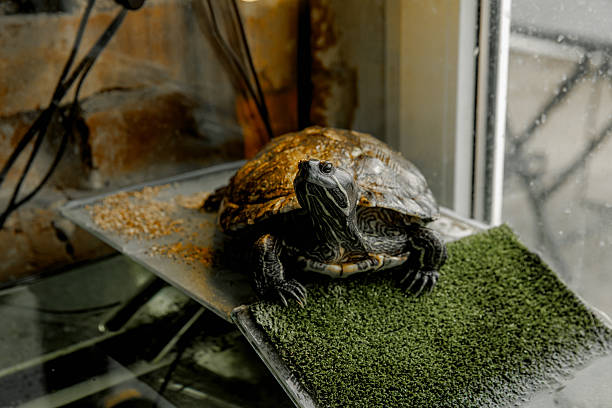istock A domestic turtle crawls in an aquarium 2212266601