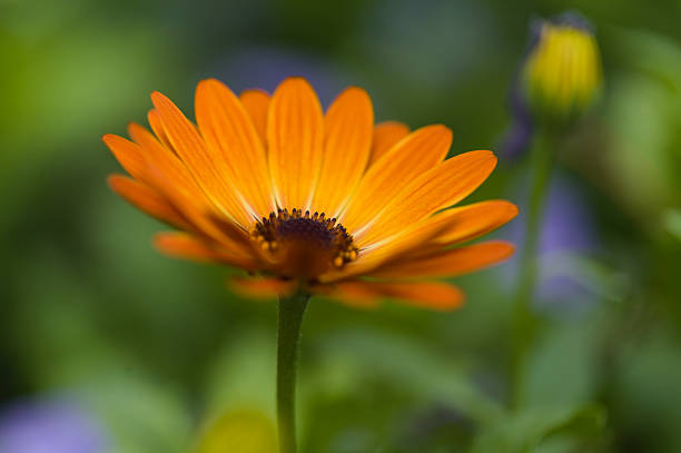 istock flowering Osteospermum, African daisy 2212266610