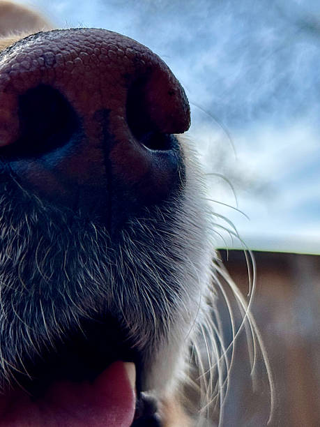 istock Golde Retriever Dog Nose Closeup 2212266869