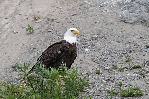 The bald eagle is an opportunistic feeder which subsists mainly on fish, which it swoops down upon and snatches from the water with its talons.