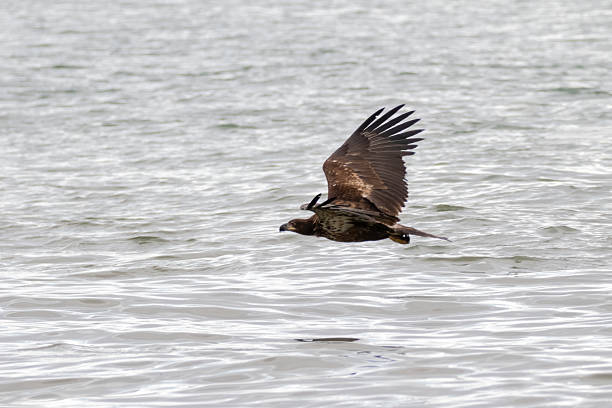 istock Juvenile bald eagle flying over the ocean 2212267445