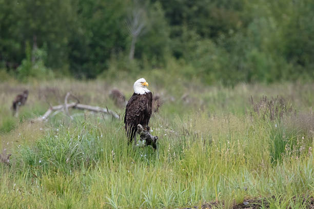 istock Adult bald eagle sitting on a dead branch 2212267469