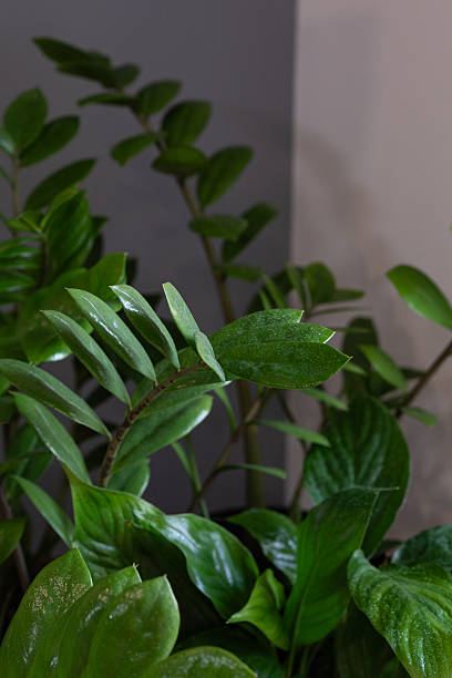 istock green leaves of plants with morning dew 2212267607