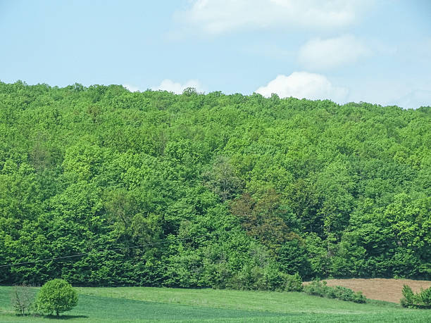 Green forest in April. In Romania