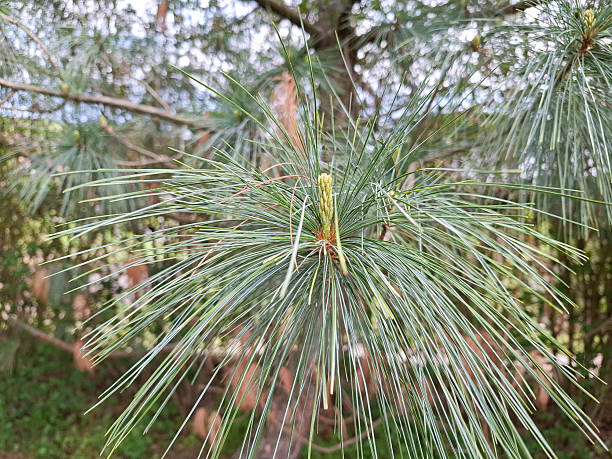 istock Pinus wallichiana. Bhutan Pine or Himalayan pine 2212269722