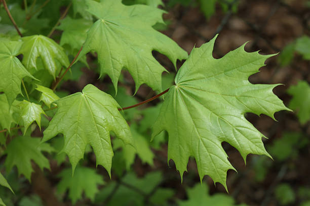 istock Fresh Young Norway Maple Leaves Close-Up in Spring 2212270177
