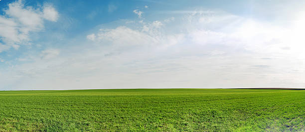 istock Panoramic natural landscape with green grass field, blue sky with clouds and sun rays on summer day with curved horizon line. Summer green grass field empty background. Element for design. 2212270183