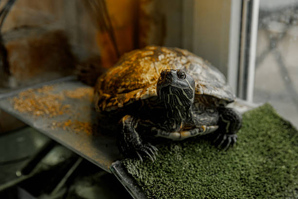 istock A domestic turtle crawls in an aquarium 2212270770
