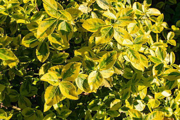 istock Variegated Euonymus Leaves in Sunlight 2212272600