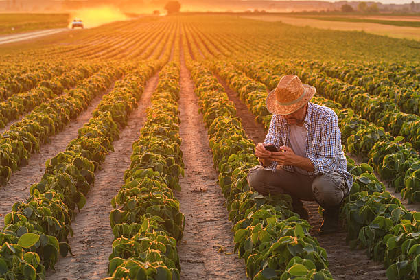 istock Agronomist using smartphone in cultivated soybean field in summer sunset 2212273695