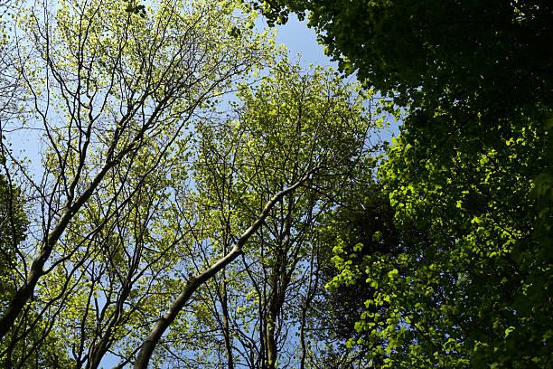 istock Arbres en feuilles 2212283128