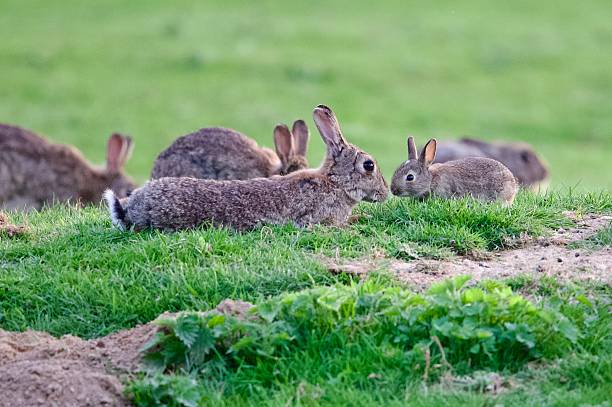 4 hares gathering together on a short clipped field