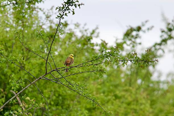 istock yellow hammer warbler bird perched in a tree branch 2212286184