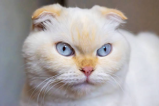 Close up of a beautiful white scottish fold domestic cat showing its characteristic folded ears and captivating blue eyes, creating a mesmerizing and adorable portrait