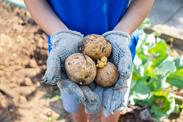 Close up hands of farmer wearing gloves holds a handful of freshly dug potatoes, illustrating the rewarding outcome of hard work in the garden and the joy of sustainable agriculture