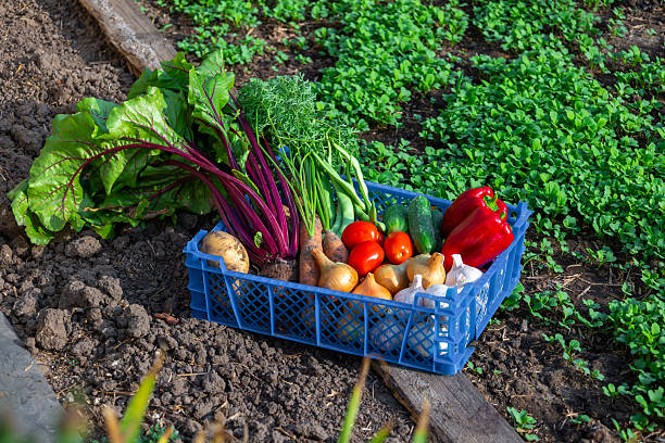 Freshly picked vegetables resting in crate in garden allotment