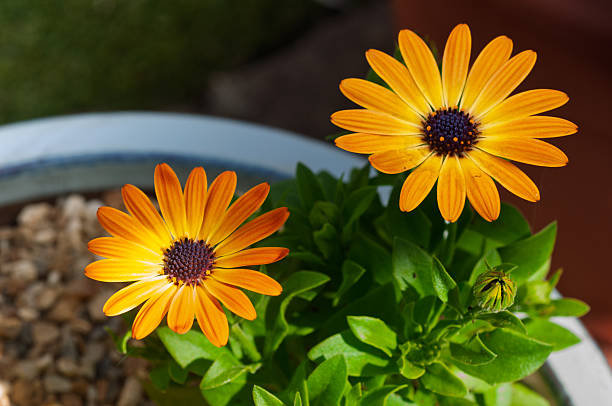Two orange daisy flowers in a pot, close-up.