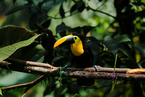Tucan at bird watching place in Mindo, Ecuador