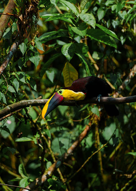 Tucan at bird watching place in Mindo, Ecuador