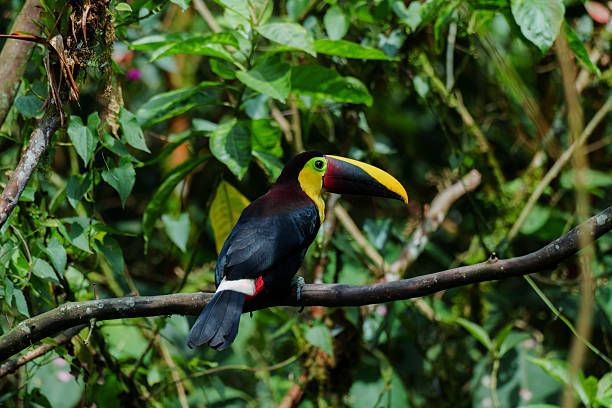 istock Tucan at bird watching in Mindo, Ecuador 2212292158