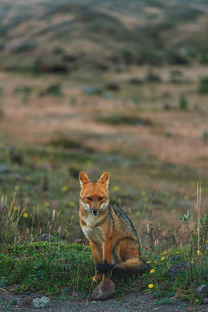 A baby fox walking at scenic landscape of Atacama region, Chile