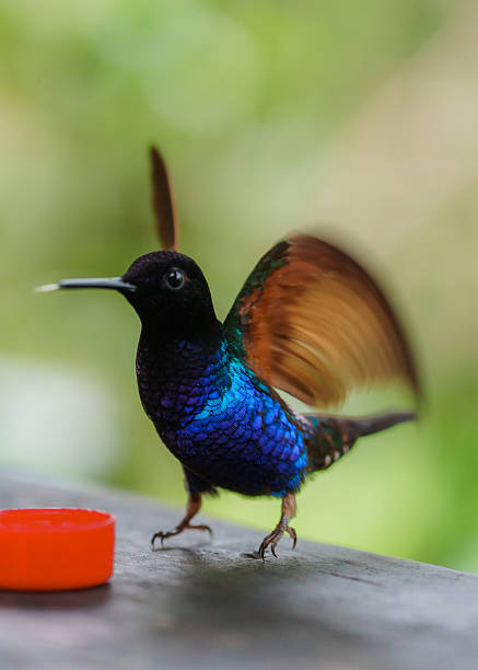 Vibrant hummingbirds drinking nectar at bird watching centre in Mindo, Ecuador