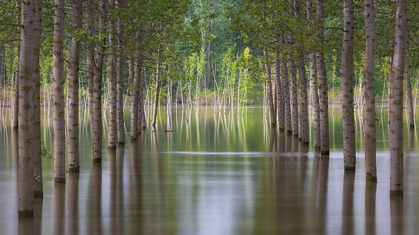 During seasonal flooding, the Po river overflows into nearby woods. Here, rows of poplars stand half-submerged, their mirrored trunks glowing under the last warm light of day.