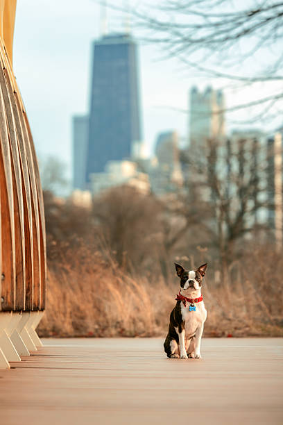 istock Boston Terrier Sitting on Pathway with Urban Skyline in Background 2212294378