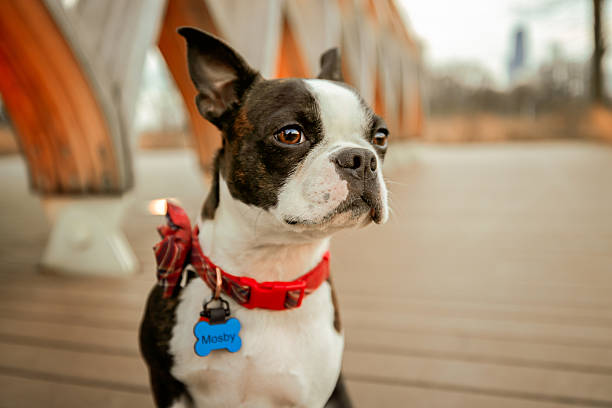 istock Boston Terrier Close-Up Outdoors Wearing Red Bandana 2212294389
