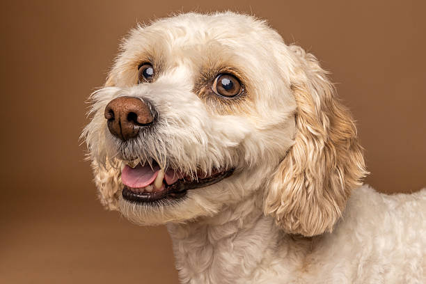 istock Close-Up of Curly-Haired Dog with Happy Expression on Brown Background 2212294485