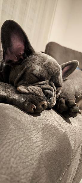 istock Sleeping French Bulldog on a Soft Sofa 2212297741