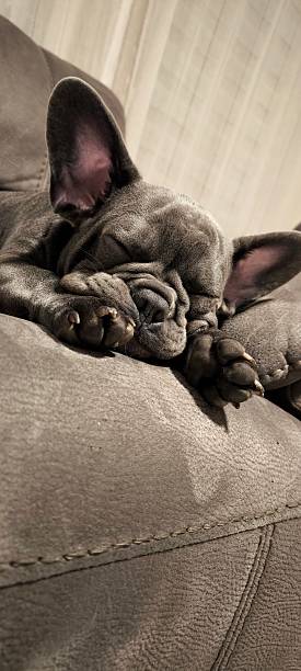 istock Sleeping French Bulldog on a Soft Sofa 2212297774