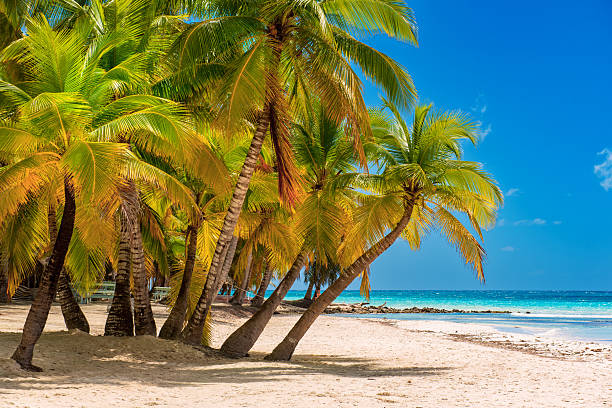 istock Tropical Caribbean beach, Dominican Republic 2212300977