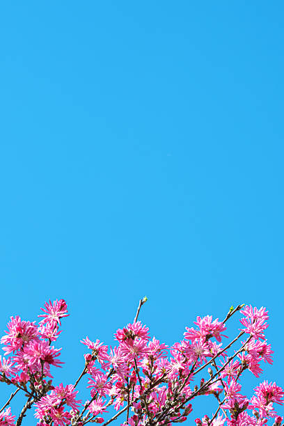 Peach chrysanthemum blossoms with sunny blue sky copy space scene