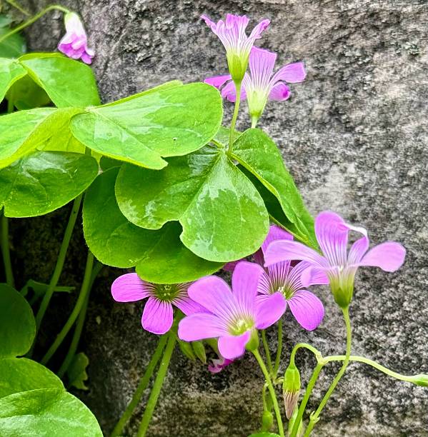 Wood sorrel with pink flowers is commonly thought to be clover or shamrocks. Wood sorrel can be found through out most of the world. All parts of the flower are edible.