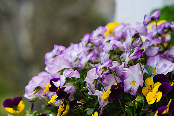 A vibrant cluster of pansies in shades of purple, violet, and yellow bloom beautifully in a spring garden. The soft background emphasizes the delicate petals and lively colors, capturing the cheerful essence of the season.