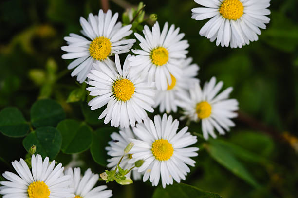 istock Cluster of white daisies with yellow centers 2212305717