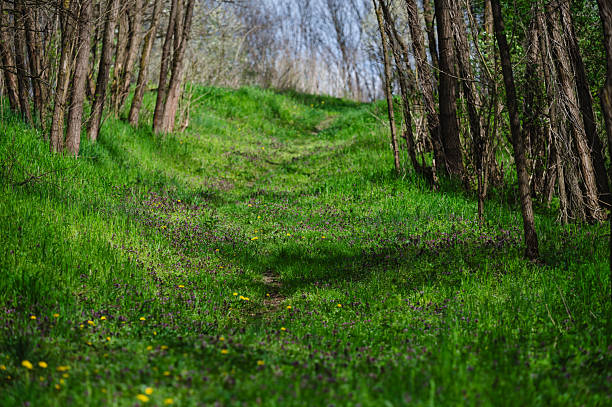 Green grass countryside landscape in France