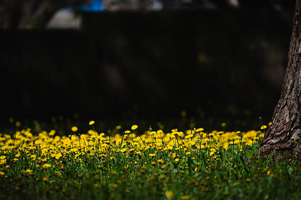 A vibrant field of yellow dandelions stretches beneath the partial shade of a tree, illuminated by soft spring sunlight. The dark background contrasts with the bright flowers, highlighting the freshness and abundance of the season.