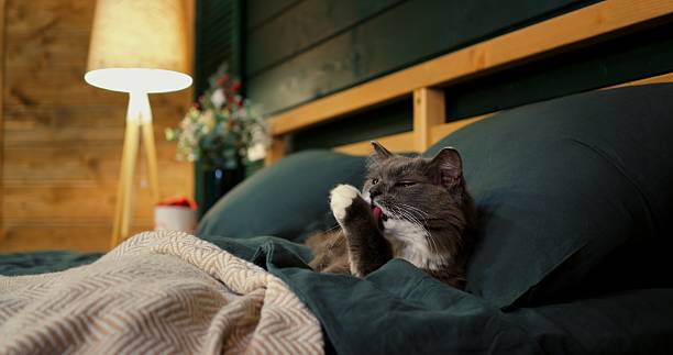 istock Grey and white fluffy cat meticulously washes its face and paws while comfortably resting on a green bed with pillows, in a cozy bedroom with a wooden headboard and a warm lamp 2212306488