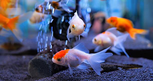 istock Goldfish gracefully swimming in aquarium, oxygen bubbles rising, creating peaceful underwater scene with vibrant orange and white fish moving through clear water. Concept of aquarium fish 2212307586