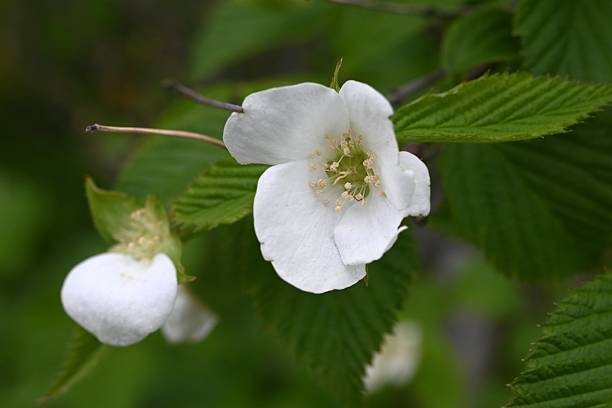 istock Jetbead (Rhodotypos scandens) flowers. Rosaceae deciduous shrub. 2212307737