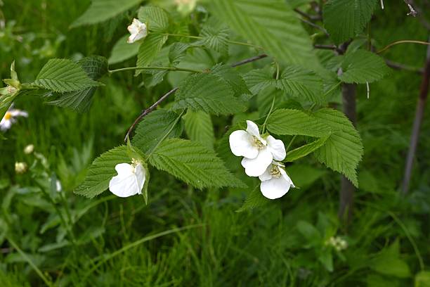 istock Jetbead (Rhodotypos scandens) flowers. Rosaceae deciduous shrub. 2212307738
