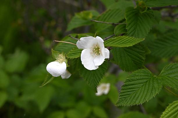 istock Jetbead (Rhodotypos scandens) flowers. Rosaceae deciduous shrub. 2212307740