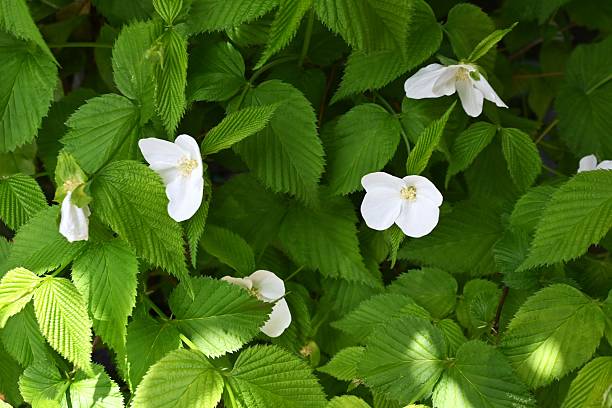 istock Jetbead (Rhodotypos scandens) flowers. Rosaceae deciduous shrub. 2212307743