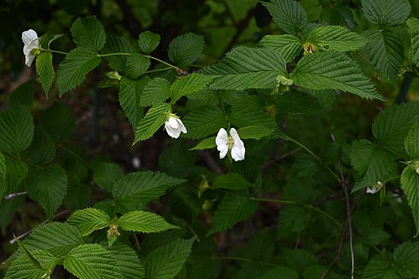 istock Jetbead (Rhodotypos scandens) flowers. Rosaceae deciduous shrub. 2212307745