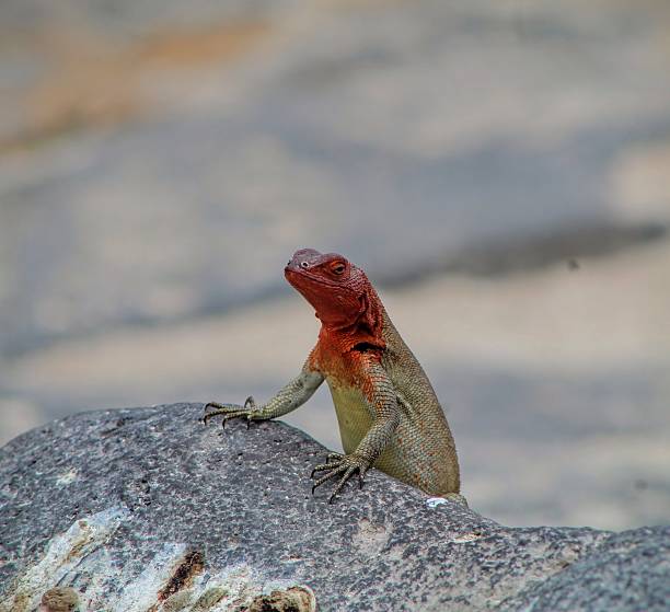 istock Galapagpos Lava Lizard perched on volcanic rock 2212308046
