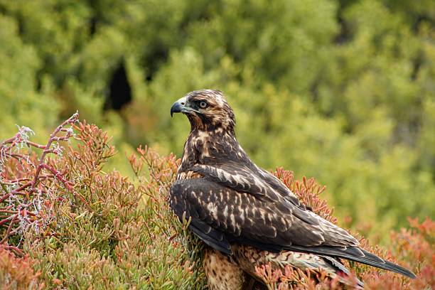 istock Galapagos Hawk observing while sitting in a bed of vegetation 2212308053
